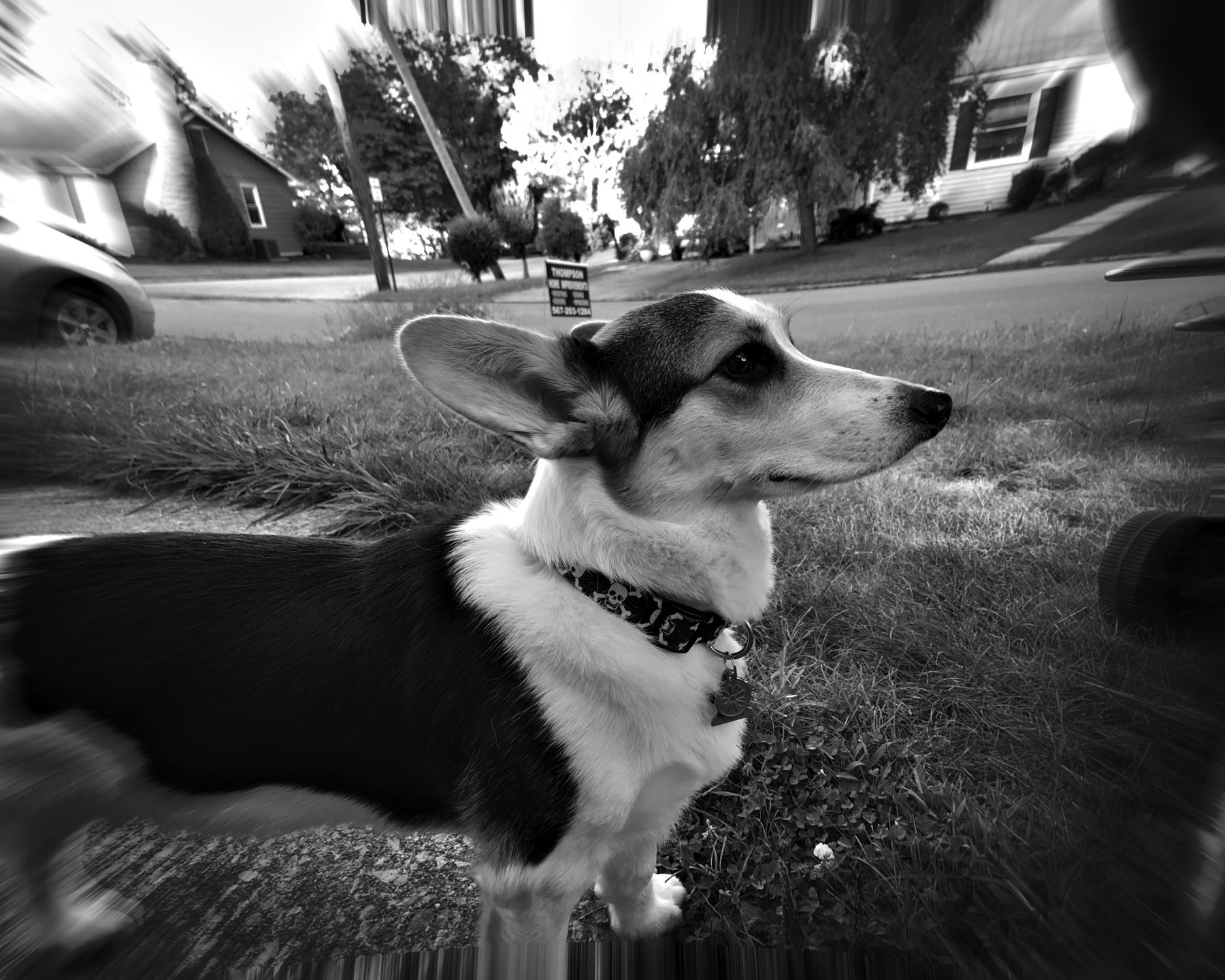 A picture of my fearless Corgi, Lobo. AKA Buddy.. AKA Mugzy.