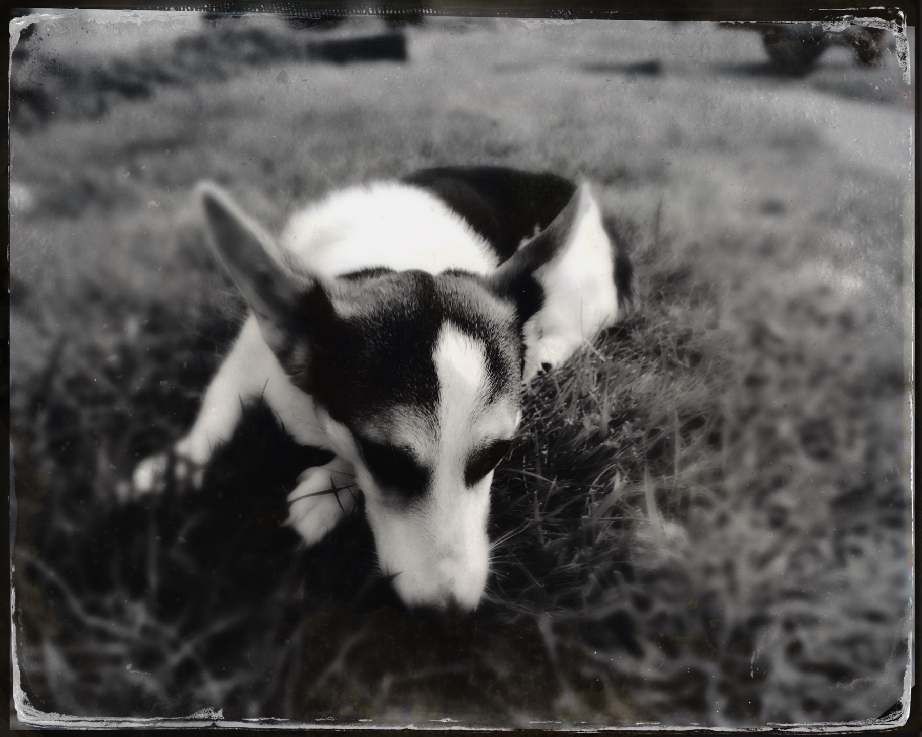 A picture of my fearless Corgi, Lobo. AKA Buddy.. AKA Mugzy. He likes to sniff holes in the grass.